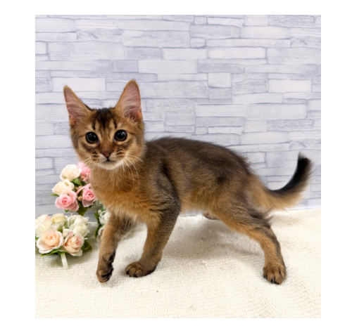 山口県のソマリ (アミーゴ周南店/2025年9月21日生まれ/女の子/ルディ)の子猫の3枚目の画像