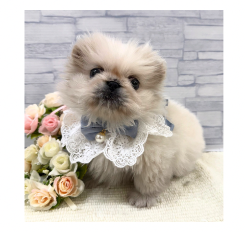 山口県のペキニーズ (アミーゴ周南店/2025年11月12日生まれ/男の子/ホワイト)の子犬の1枚目の画像