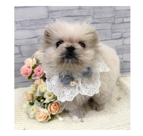 山口県のペキニーズ (アミーゴ周南店/2025年11月12日生まれ/男の子/ホワイト)の子犬の2枚目の画像