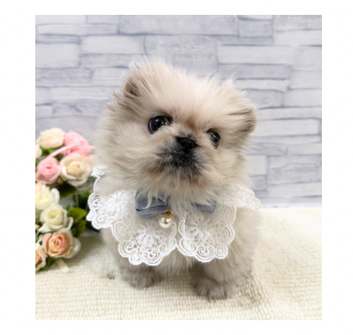 山口県のペキニーズ (アミーゴ周南店/2025年11月12日生まれ/男の子/ホワイト)の子犬の3枚目の画像