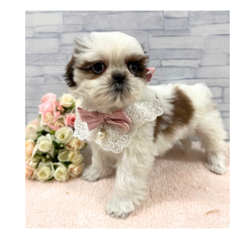 山口県のシーズー (アミーゴ周南店/2025年11月27日生まれ/女の子/ホワイトゴールド)の子犬の3枚目の画像