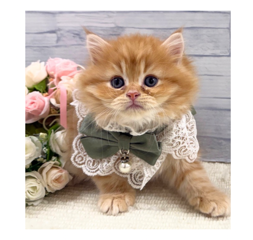 山口県のミヌエット (アミーゴ周南店/2025年11月14日生まれ/男の子/レッドタビー)の子猫の3枚目の画像