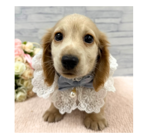 山口県のミニチュアダックスフンド(ロング) (アミーゴ周南店/2025年11月25日生まれ/男の子/イエロー)の子犬