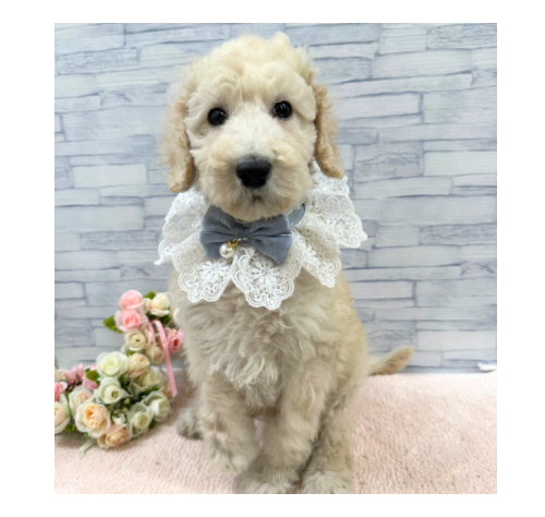 山口県のスタンダードプードル (アミーゴ周南店/2025年11月27日生まれ/男の子/ペールフォーン)の子犬