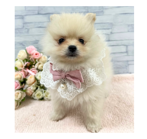 山口県のポメラニアン (アミーゴ周南店/2025年12月1日生まれ/女の子/クリーム)の子犬