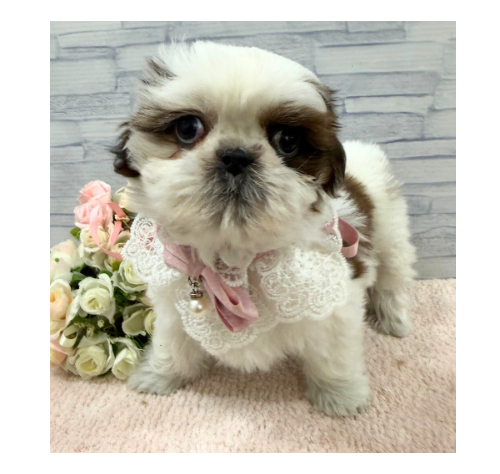 山口県のシーズー (アミーゴ周南店/2025年11月27日生まれ/女の子/ホワイトゴールド)の子犬の1枚目の画像