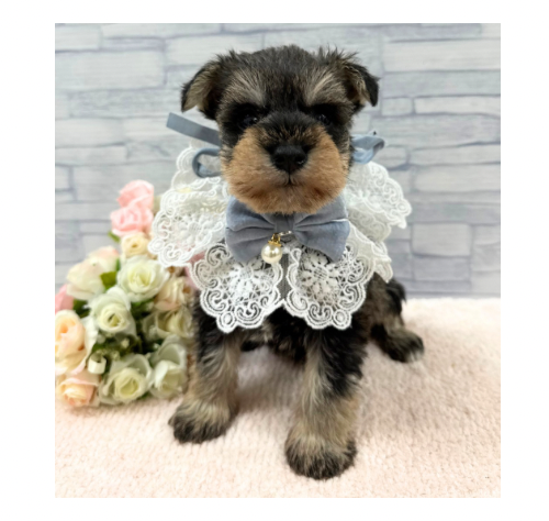 山口県のミニチュアシュナウザー (アミーゴ周南店/2025年11月30日生まれ/男の子/ソルトペッパー)の子犬