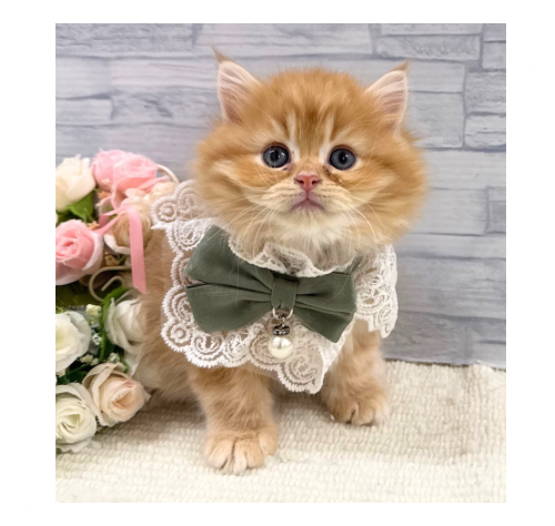 山口県のミヌエット (アミーゴ周南店/2025年11月14日生まれ/男の子/レッドタビー)の子猫の2枚目の画像