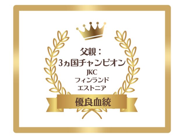岡山県のビションフリーゼ (アミーゴ中庄店/2025年11月8日生まれ/男の子/クリームホワイト)の子犬の4枚目の画像