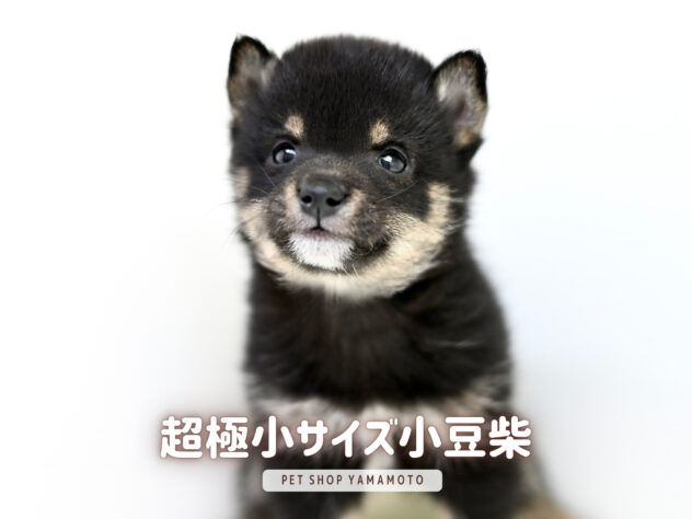 岡山県の豆柴 (アミーゴ大安寺店/2025年11月24日生まれ/女の子/黒)の子犬の2枚目の画像