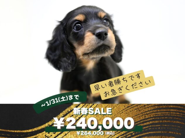 岡山県のミニチュアダックスフンド(ロング) (アミーゴ大安寺店/2025年11月22日生まれ/女の子/ブラックタン)の子犬の1枚目の画像