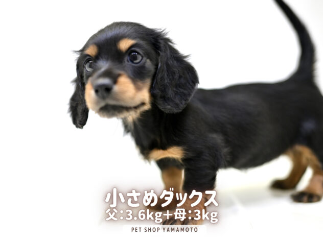 岡山県のミニチュアダックスフンド(ロング) (アミーゴ大安寺店/2025年11月22日生まれ/女の子/ブラックタン)の子犬の2枚目の画像