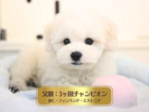 岡山県のビションフリーゼ (アミーゴ中庄店/2025年11月8日生まれ/男の子/クリームホワイト)の子犬の2枚目の画像