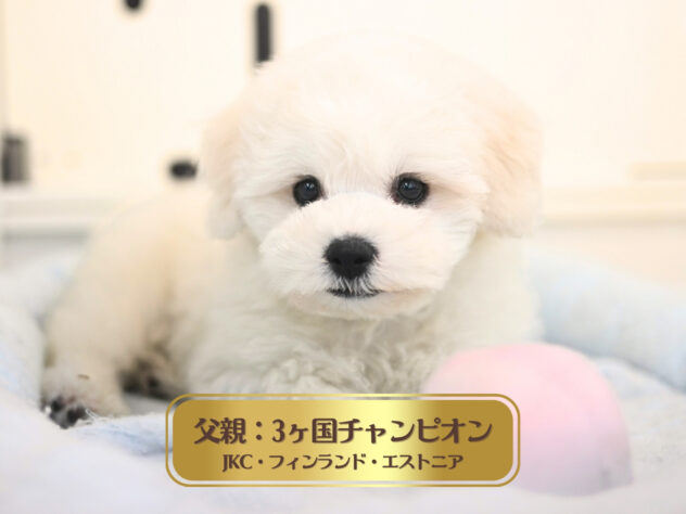 岡山県のビションフリーゼ (アミーゴ中庄店/2025年11月8日生まれ/男の子/クリームホワイト)の子犬の1枚目の画像