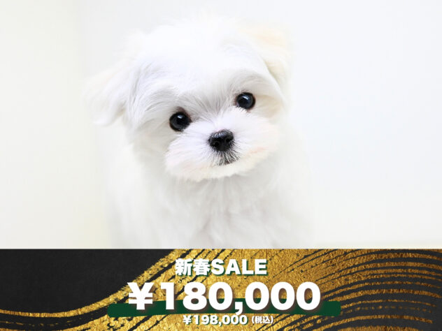 岡山県のマルチーズ (アミーゴ大安寺店/2025年10月14日生まれ/男の子/ホワイト)の子犬の1枚目の画像