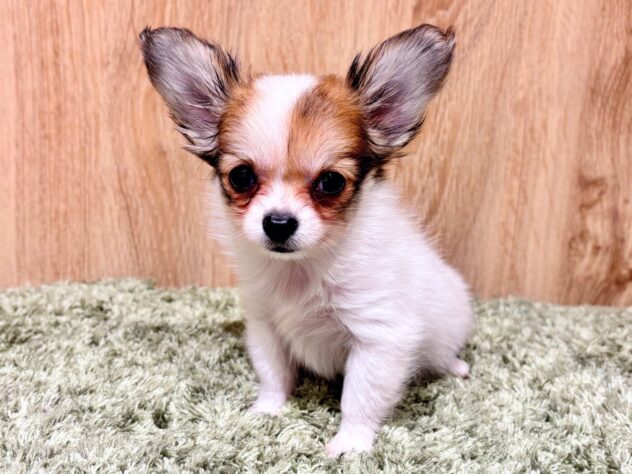 広島県のハーフ犬・ミックス犬 (アミーゴ広島商工センター店/2025年10月15日生まれ/女の子/レッドホワイト)の子犬