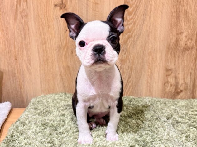 広島県のボストンテリア (アミーゴ広島商工センター店/2025年10月26日生まれ/女の子/ボストンカラー)の子犬