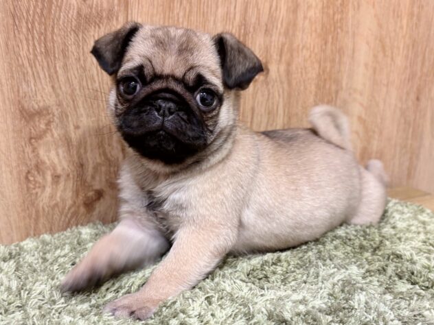 広島県のパグ (アミーゴ広島商工センター店/2025年11月2日生まれ/男の子/フォーン)の子犬