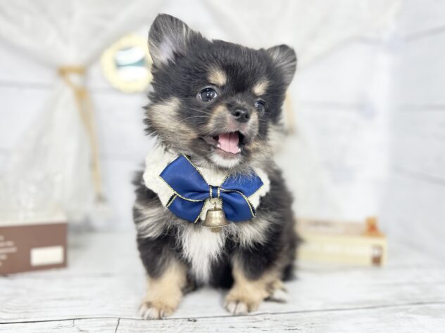 香川県のハーフ犬・ミックス犬 (ワンキャラット アミーゴ屋島店/2025年11月6日生まれ/男の子/ブラックタン)の子犬の2枚目の画像