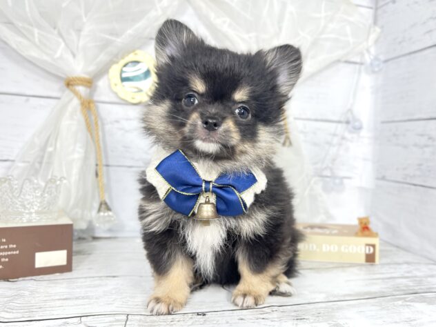 香川県のハーフ犬・ミックス犬 (ワンキャラット アミーゴ屋島店/2025年11月6日生まれ/男の子/ブラックタン)の子犬の1枚目の画像