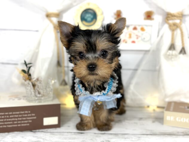 香川県のヨークシャーテリア (ワンキャラット アミーゴ屋島店/2026年11月9日生まれ/男の子/スチールブルータン)の子犬の1枚目の画像