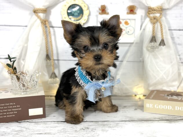 香川県のヨークシャーテリア (ワンキャラット アミーゴ屋島店/2026年11月9日生まれ/男の子/スチールブルータン)の子犬の2枚目の画像