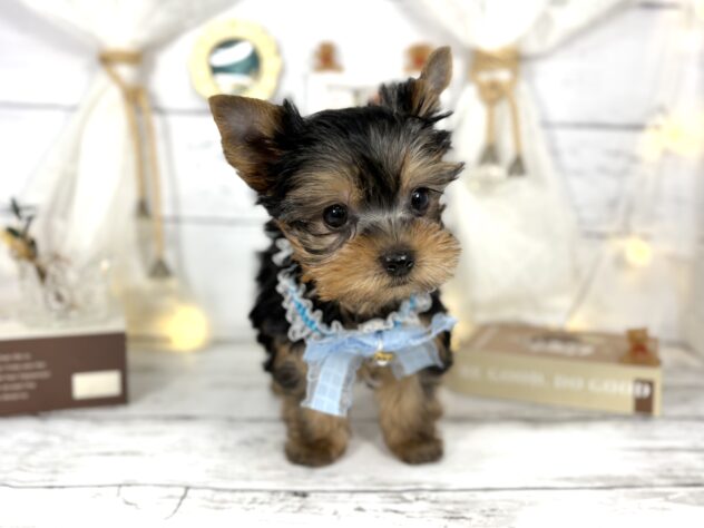 香川県のヨークシャーテリア (ワンキャラット アミーゴ屋島店/2026年11月9日生まれ/男の子/スチールブルータン)の子犬の3枚目の画像