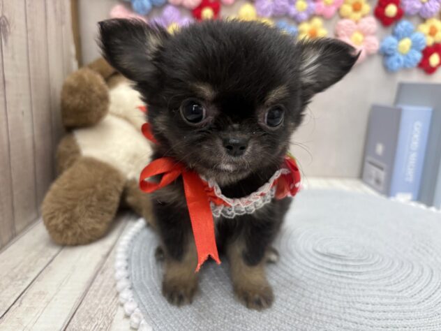 岡山県のチワワ(ロング) (ワンキャラット アミーゴ高屋店/2025年11月3日生まれ/女の子/ブラックタン)の子犬の1枚目の画像