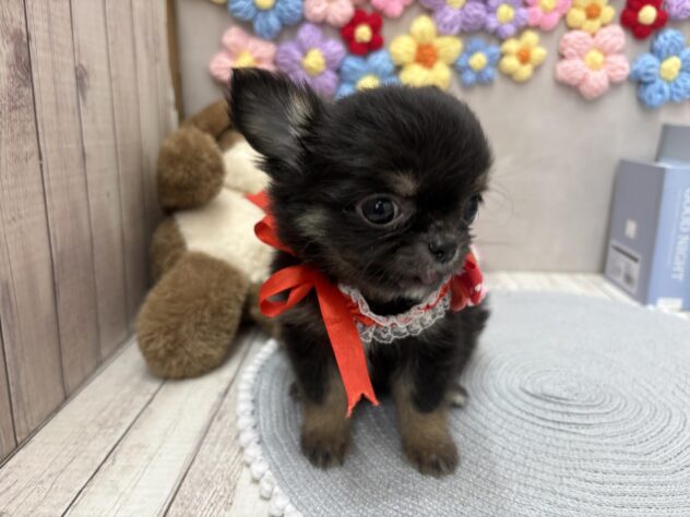 岡山県のチワワ(ロング) (ワンキャラット アミーゴ高屋店/2025年11月3日生まれ/女の子/ブラックタン)の子犬の3枚目の画像