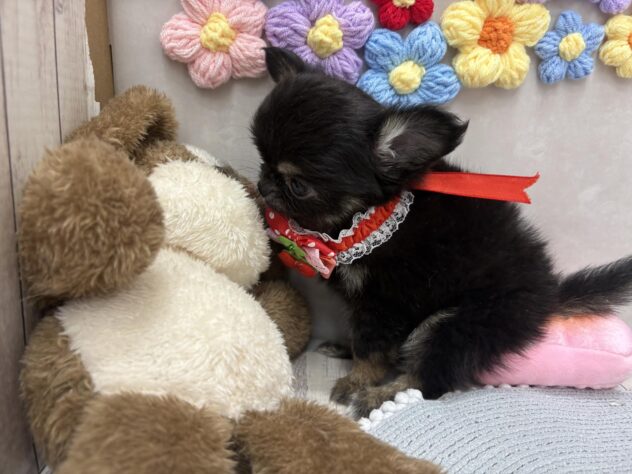 岡山県のチワワ(ロング) (ワンキャラット アミーゴ高屋店/2025年11月3日生まれ/女の子/ブラックタン)の子犬の4枚目の画像