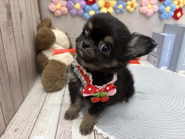 岡山県のチワワ(ロング) (ワンキャラット アミーゴ高屋店/2025年11月3日生まれ/女の子/ブラックタン)の子犬の2枚目の画像