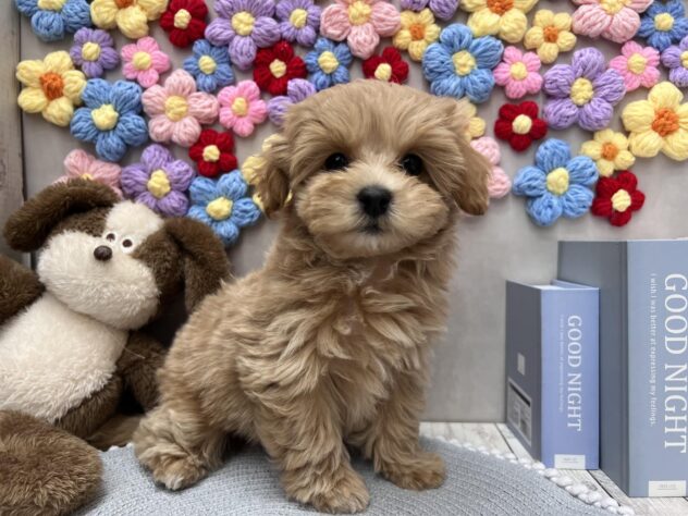 岡山県のハーフ犬・ミックス犬 (ワンキャラット アミーゴ高屋店/2025年11月1日生まれ/男の子/クリーム)の子犬の3枚目の画像