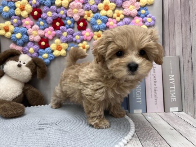 岡山県のハーフ犬・ミックス犬 (ワンキャラット アミーゴ高屋店/2025年11月1日生まれ/男の子/クリーム)の子犬の2枚目の画像