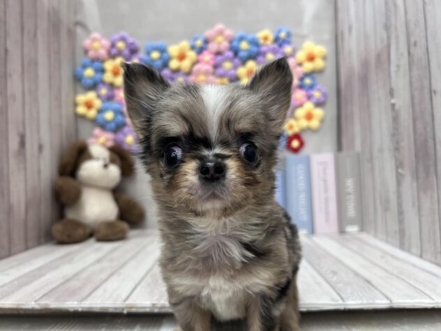 岡山県のチワワ(ロング) (ワンキャラット アミーゴ高屋店/2025年10月16日生まれ/男の子/ブルーマール)の子犬の1枚目の画像