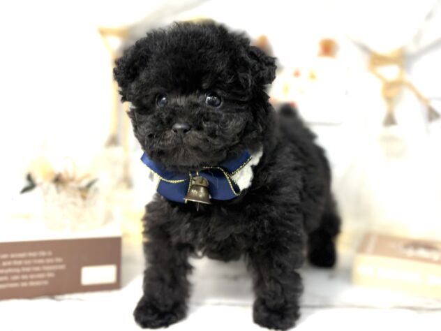 香川県のトイプードル(トイ) (ワンキャラット アミーゴ屋島店/2025年11月13日生まれ/女の子/ブラック)の子犬の1枚目の画像