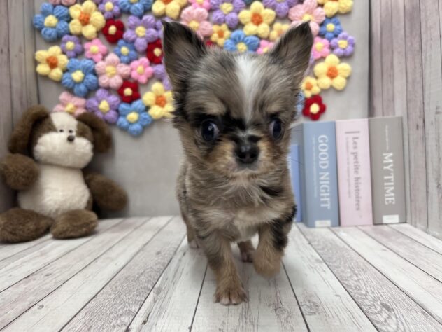 岡山県のチワワ(ロング) (ワンキャラット アミーゴ高屋店/2025年10月16日生まれ/男の子/ブルーマール)の子犬の2枚目の画像