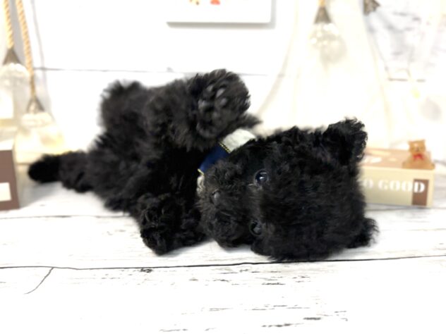 香川県のトイプードル(トイ) (ワンキャラット アミーゴ屋島店/2025年11月13日生まれ/女の子/ブラック)の子犬の2枚目の画像