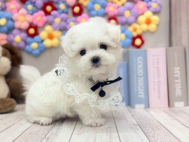 岡山県のマルチーズ (ワンキャラット アミーゴ高屋店/2025年11月9日生まれ/女の子/ホワイト)の子犬の2枚目の画像