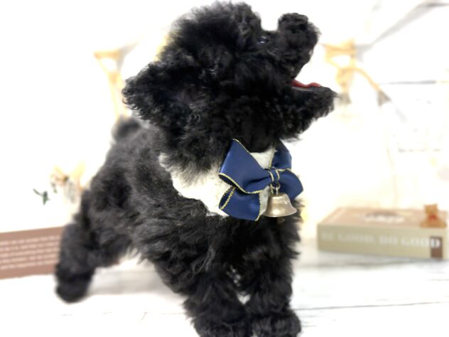 香川県のトイプードル(トイ) (ワンキャラット アミーゴ屋島店/2025年11月13日生まれ/女の子/ブラック)の子犬の3枚目の画像