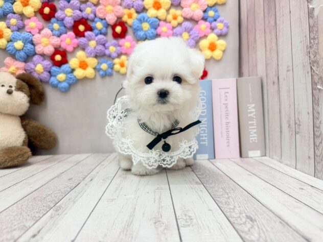 岡山県のマルチーズ (ワンキャラット アミーゴ高屋店/2025年11月9日生まれ/女の子/ホワイト)の子犬の1枚目の画像