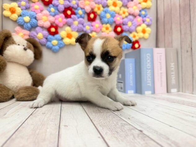 岡山県のハーフ犬・ミックス犬 (ワンキャラット アミーゴ高屋店/2025年11月5日生まれ/女の子/ホワイトブラウン)の子犬の1枚目の画像