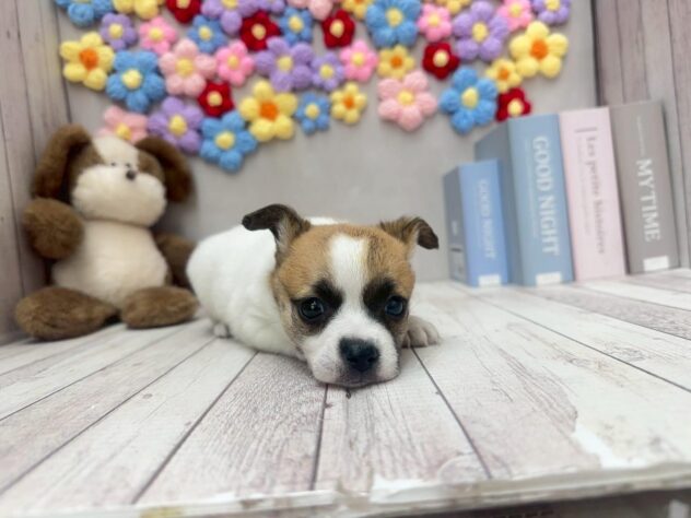 岡山県のハーフ犬・ミックス犬 (ワンキャラット アミーゴ高屋店/2025年11月5日生まれ/女の子/ホワイトブラウン)の子犬の2枚目の画像