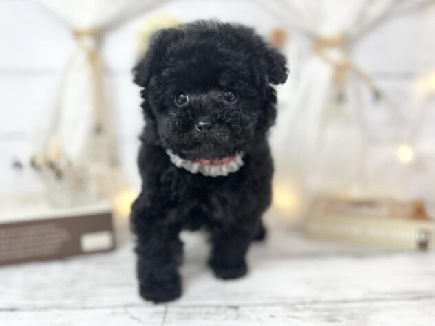 香川県のトイプードル(トイ) (ワンキャラット アミーゴ屋島店/2025年11月13日生まれ/女の子/ブラック)の子犬の1枚目の画像