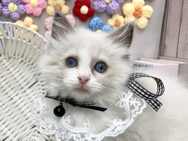 岡山県のラグドール (ワンキャラット アミーゴ高屋店/2025年11月6日生まれ/女の子/ブルーポイントバイカラー)の子猫の1枚目の画像