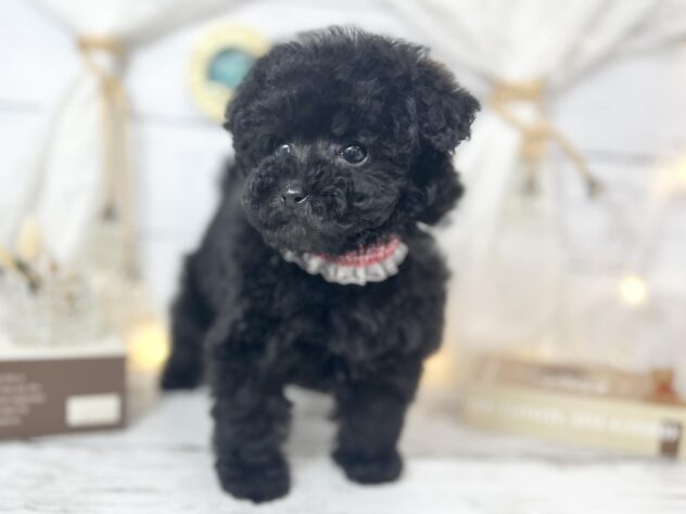 香川県のトイプードル(トイ) (ワンキャラット アミーゴ屋島店/2025年11月13日生まれ/女の子/ブラック)の子犬の3枚目の画像
