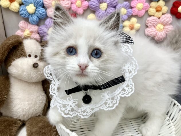 岡山県のラグドール (ワンキャラット アミーゴ高屋店/2025年11月6日生まれ/女の子/ブルーポイントバイカラー)の子猫の2枚目の画像