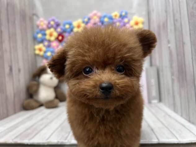 岡山県のトイプードル(トイ) (ワンキャラット アミーゴ高屋店/2025年10月14日生まれ/男の子/レッドフォーン)の子犬