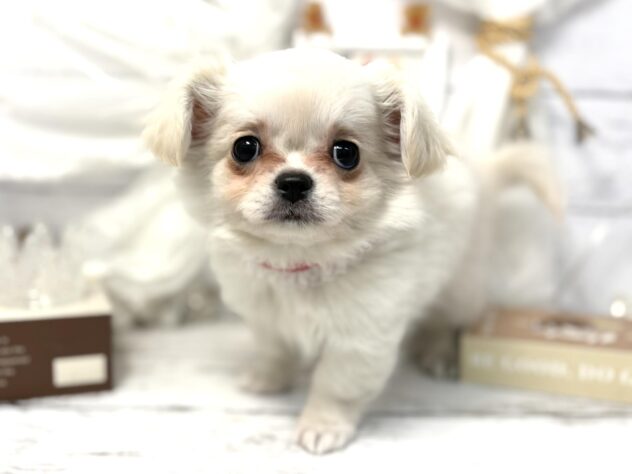 香川県のチワペキ/ペキチー/ペキチワ(チワワ×ペキニーズ) (ワンキャラット アミーゴ屋島店/2025年11月15日生まれ/女の子/クリーム)の子犬の3枚目の画像