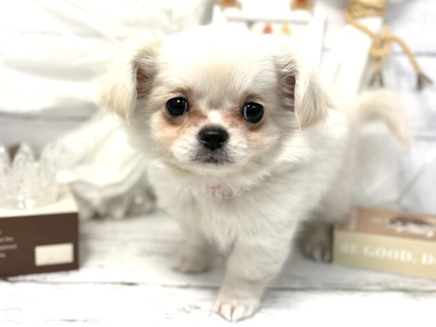 香川県のチワペキ/ペキチー/ペキチワ(チワワ×ペキニーズ) (ワンキャラット アミーゴ屋島店/2025年11月15日生まれ/女の子/クリーム)の子犬の2枚目の画像