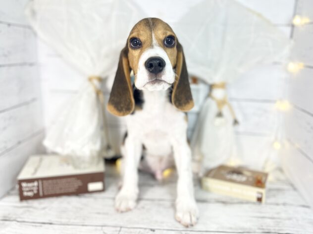 香川県のビーグル (ワンキャラット アミーゴ屋島店/2025年10月2日生まれ/男の子/ブラックタンホワイト)の子犬の1枚目の画像